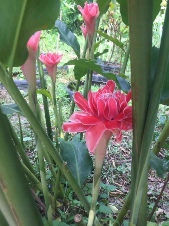 Meechok Organic Home Ao Nang Buitenkant foto